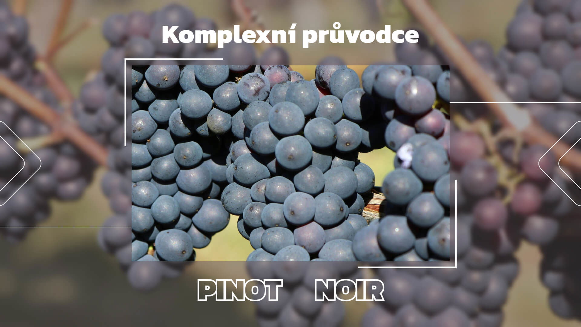 Hrozen Pinot Noir: Vinařství Pinot: Odhalení hroznů: Komplexní průvodce