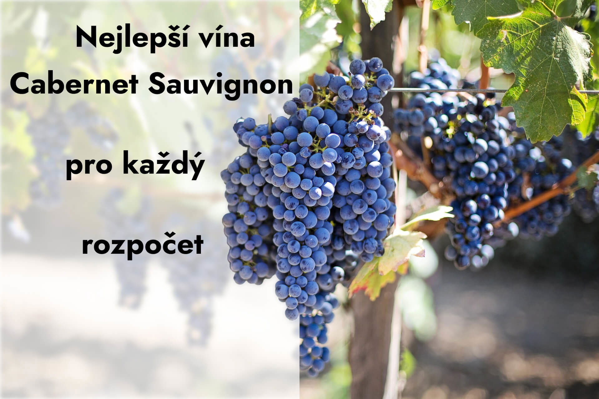 Nejdůležitější průvodce Cabernetem Sauvignon pro každý rozpočet