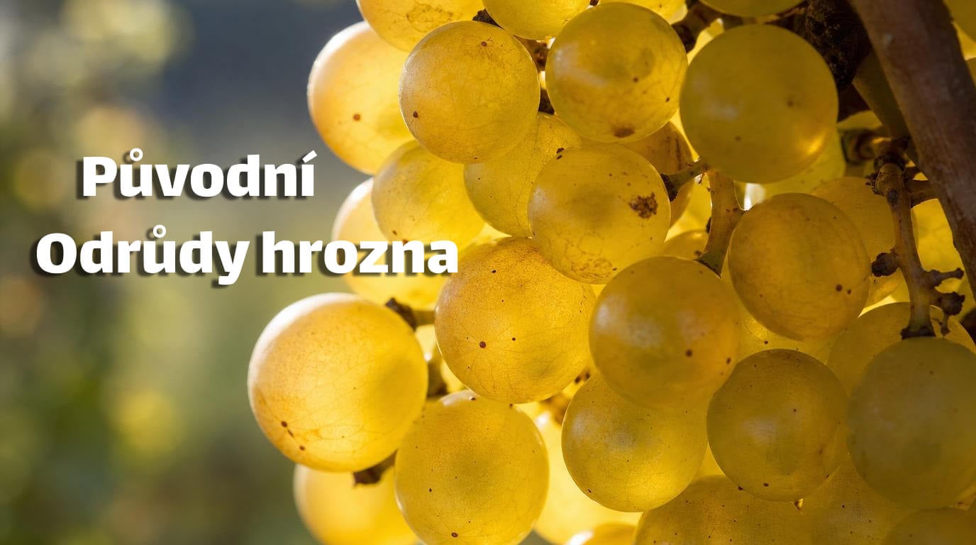 původní odrůdy hrozna